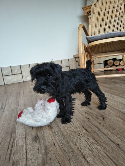 Sznaucer miniaturowy