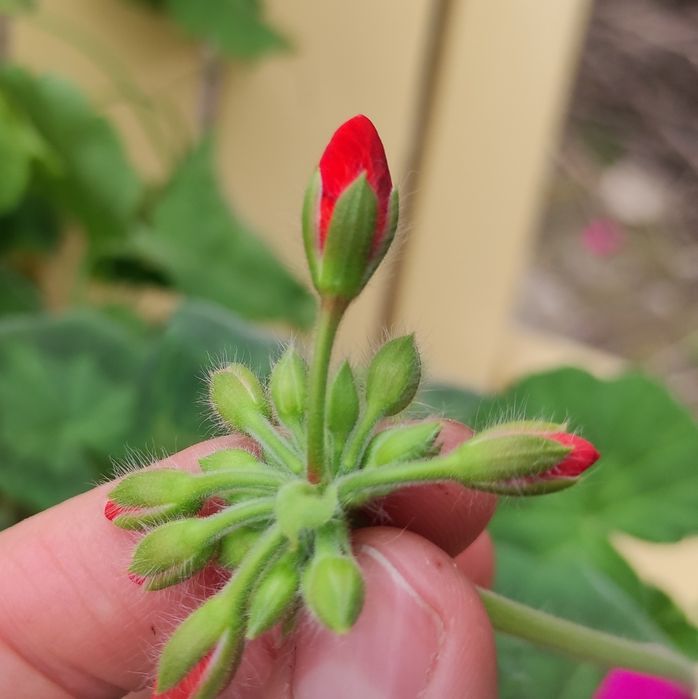 Пеларгония, герань, калачик, свеже срезанные черенки