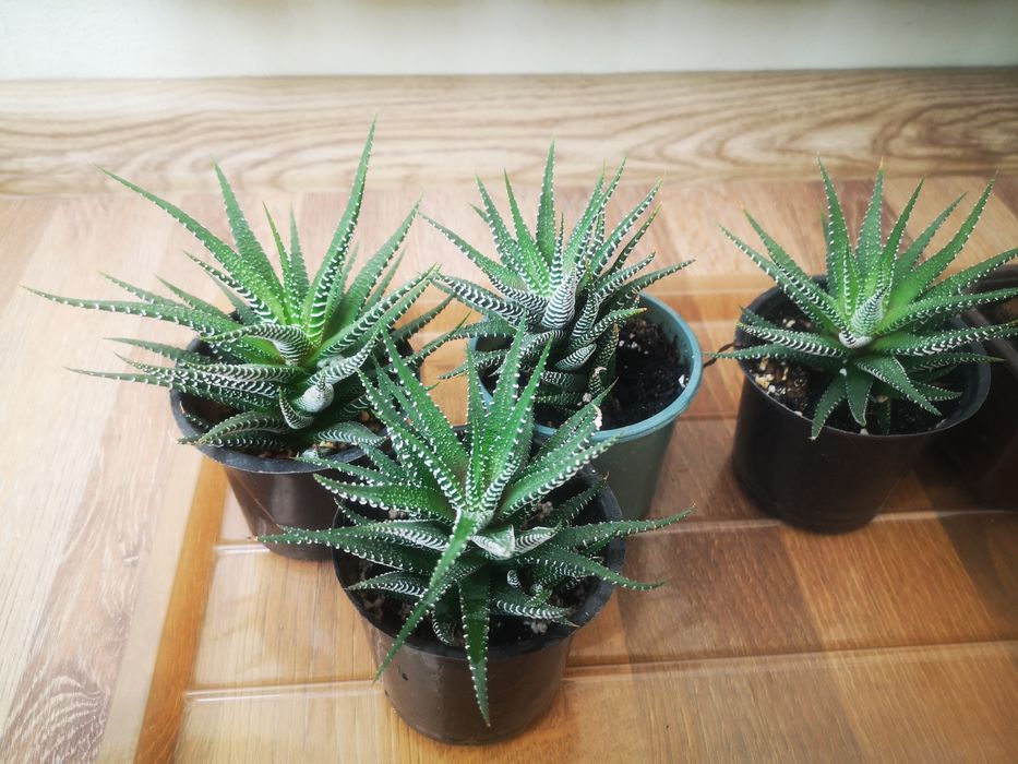 хавортія,сукуленти вазон