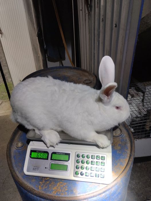 Термонська біла.