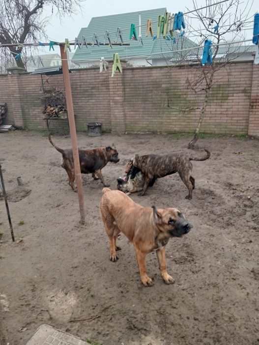 Продам щенков канарського дога