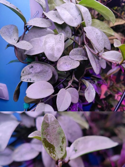 Диффенбахія Банана, Hoya burtoniae ds 70, carnosa nova ghost