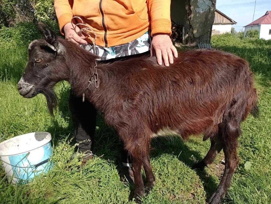 зааненська дійна 3-річна коза - яловка з дуже міцним здоров.ям