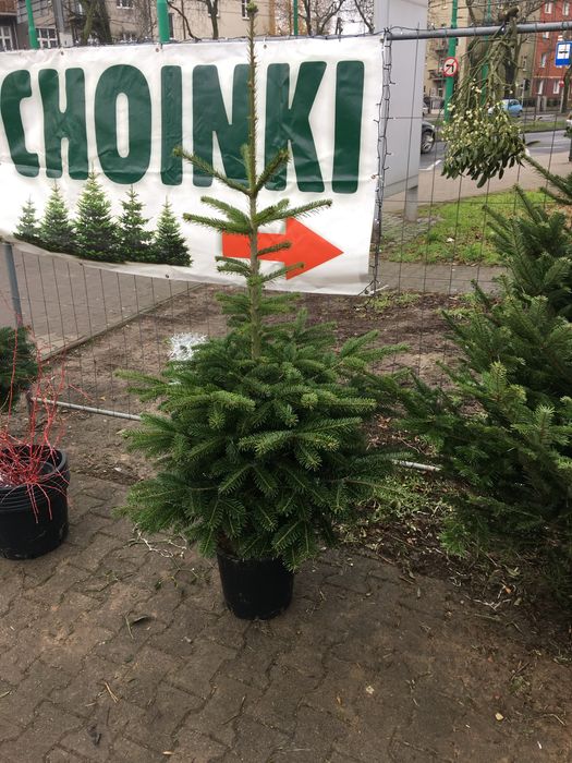 Choinki z dostawa poznan i okolice detal,hurt