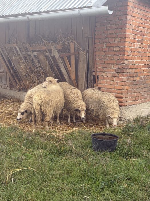 Продам барани, лютневі