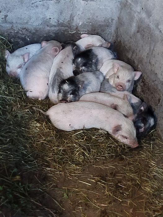 Продаються в'єтнамські поросята