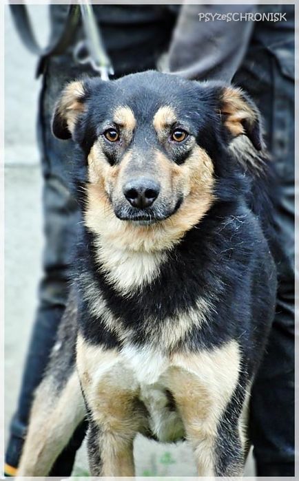 HIPEK dwuletni wdzięczny i łagodny piesio