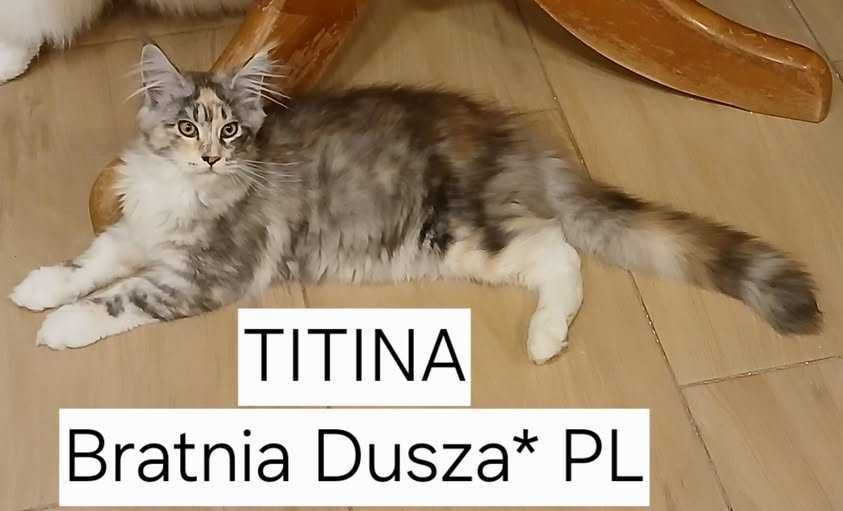 Srebrzysta szylkretka Maine Coon TITINA Bratnia Dusza *PL