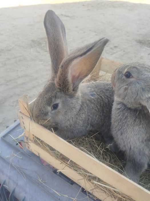 Młode samice olbrzyma belgijskiego