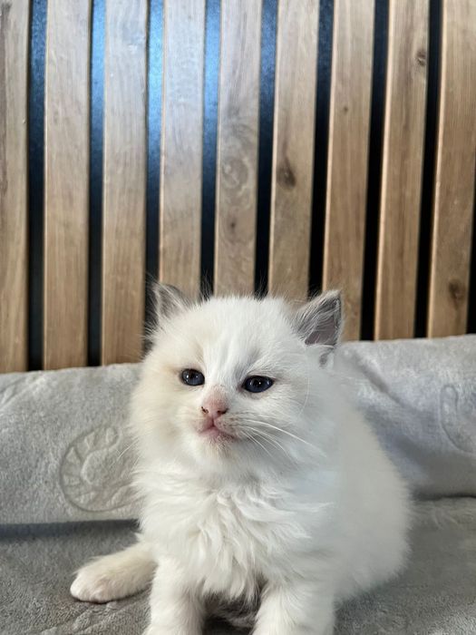Ragdoll kotka kocur