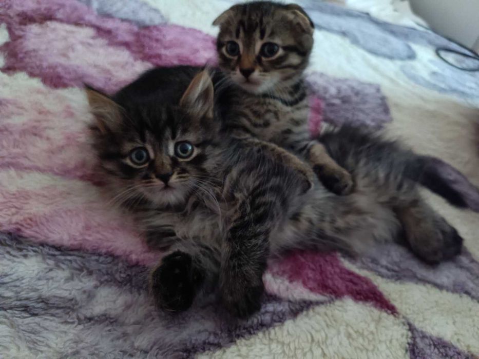Кошенята