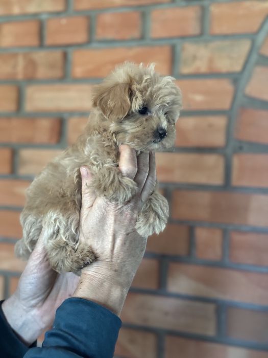 Мальтіпу дівчинка в тікап розмірі карамельного кольору