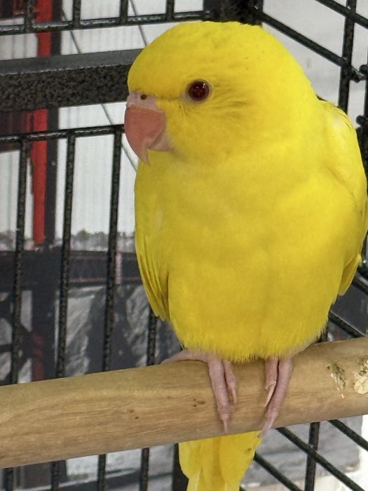 Ringneck amarelo um femia um macho