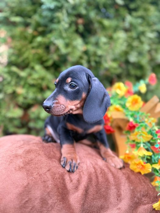 Jamnika mini krótkowłosy piesek z rodowodem