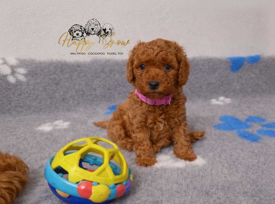 Pudel toy / mini Piesek Bolt