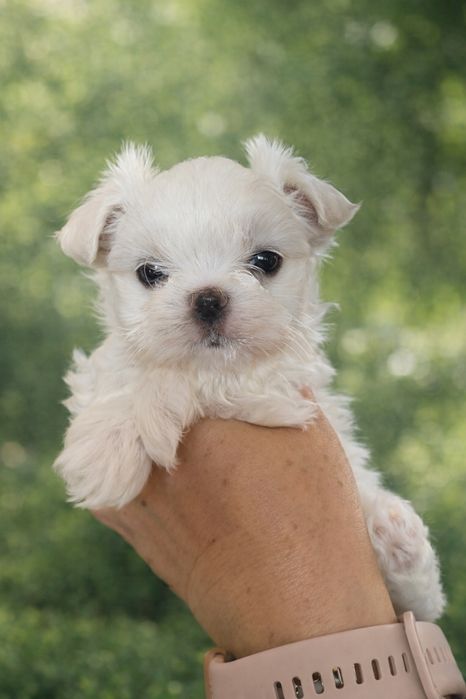 Maltańczyk , slodki chlopczyk z rodowodem ZKwP FCI