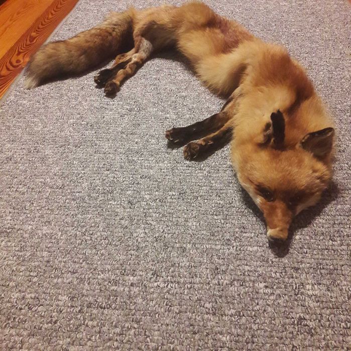 Lisi szal naturalny rudy