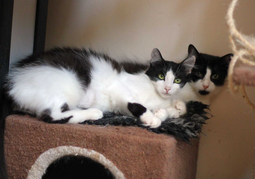 Yumi i Yoko - dwie kudłate piękności- do adopcji tylko razem