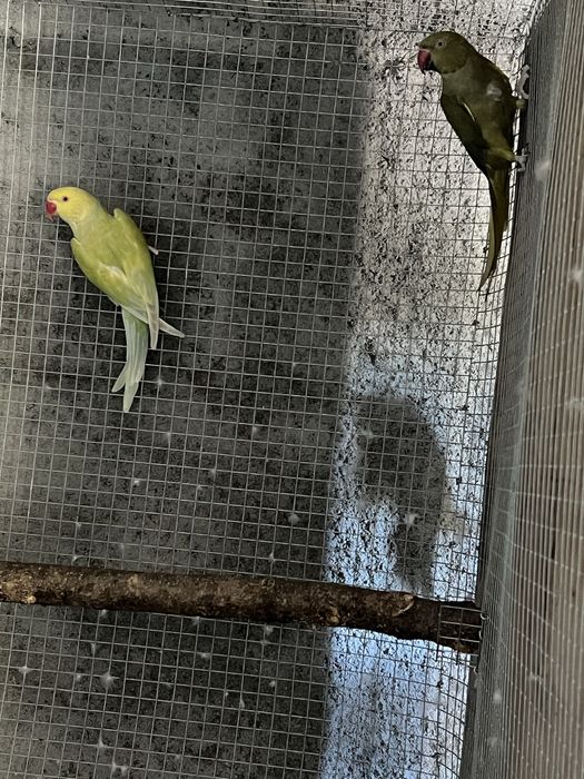 Varias aves disponiveis