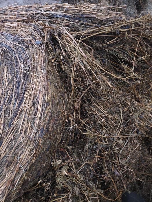 Bele lucerny, kiszonka