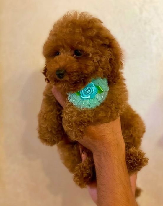 Красуня.    той пудель ред браун