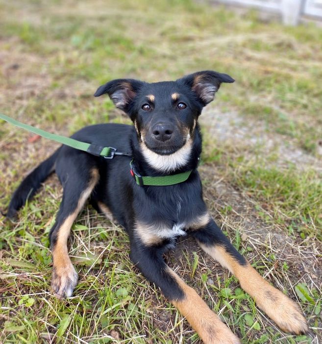 Цуценя безкоштовно