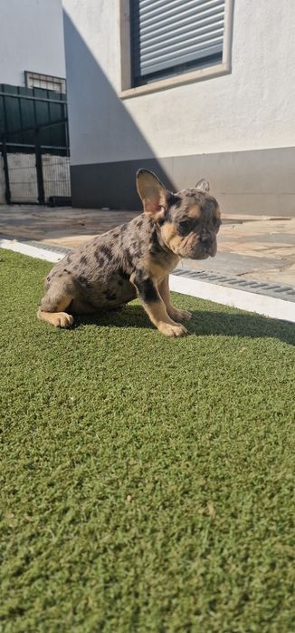 Menino bulldog frances merle tan