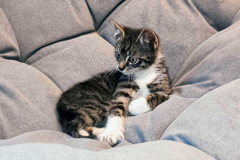 Loluś szuka fajnej chaty..