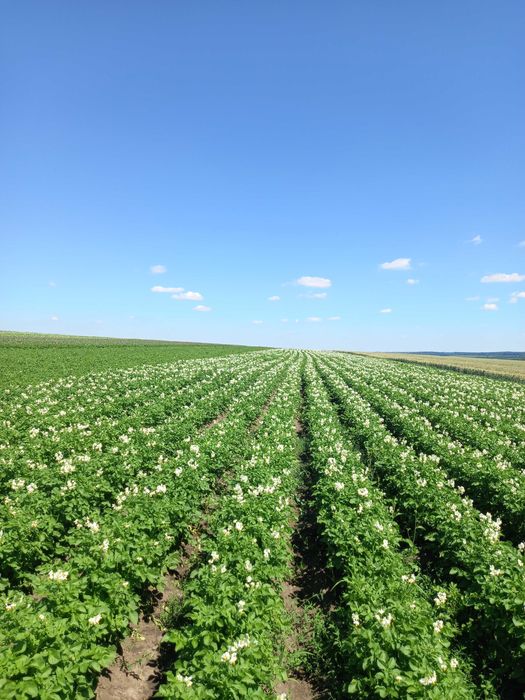 Картопля насіння картоплі