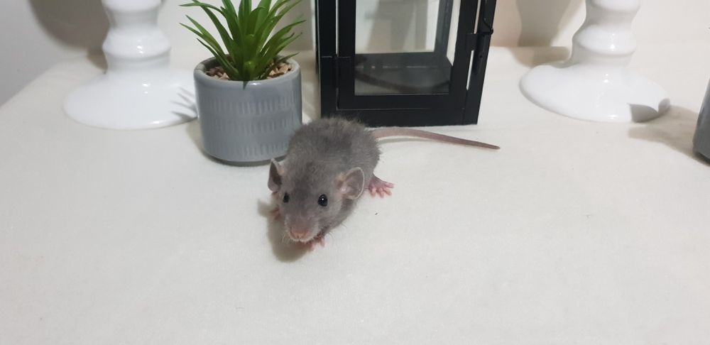 Szczur Szczurki Szczury małe i kochane