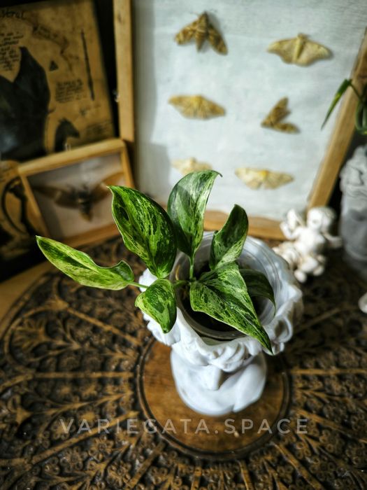 Scindapsus Blue Albo salaka variegata marble scyndapsus Indonezja