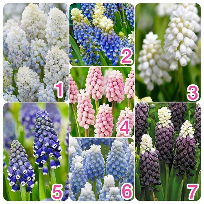 Гладіолуси морозець кніфофія гіацинти мускарики випродую здорові цибул