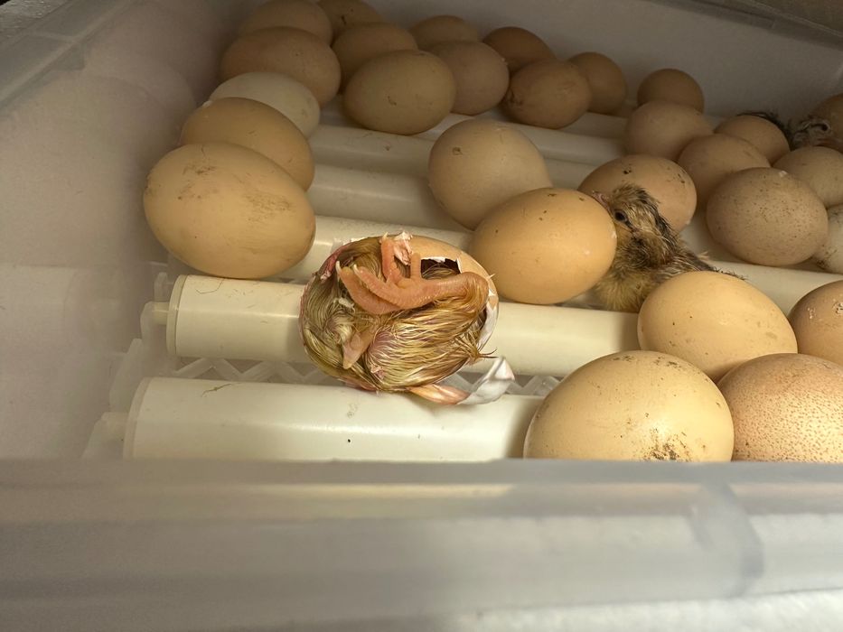 Alugo incubadora