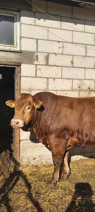 Sprzedam byki limuzine rozplodniki buhaje lm