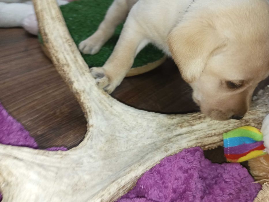 Labrador JUŻ SĄ rodzinno-domowy, badania, RTG, genetyka -ZAPOWIEDŹ mio