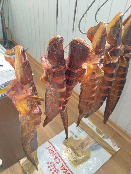 Копчений сом, оснастка для лову сома.