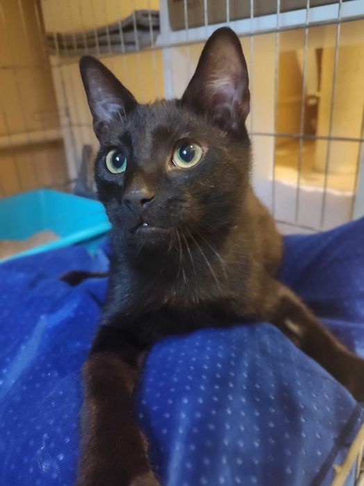 Harry i Ron szukają wspólnie domu