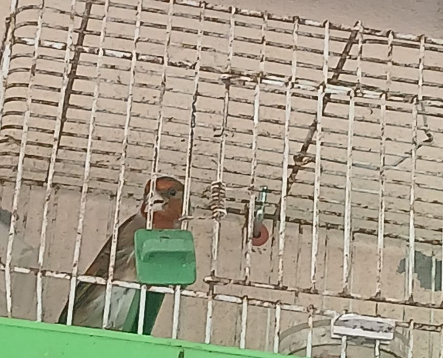 Híbridos  de pintacilgo