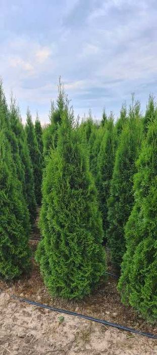 Thuja Smaragd Tuja Szmaragd 180-200 cm BARDZO WYSOKA JAKOŚĆ-PRODUCENT