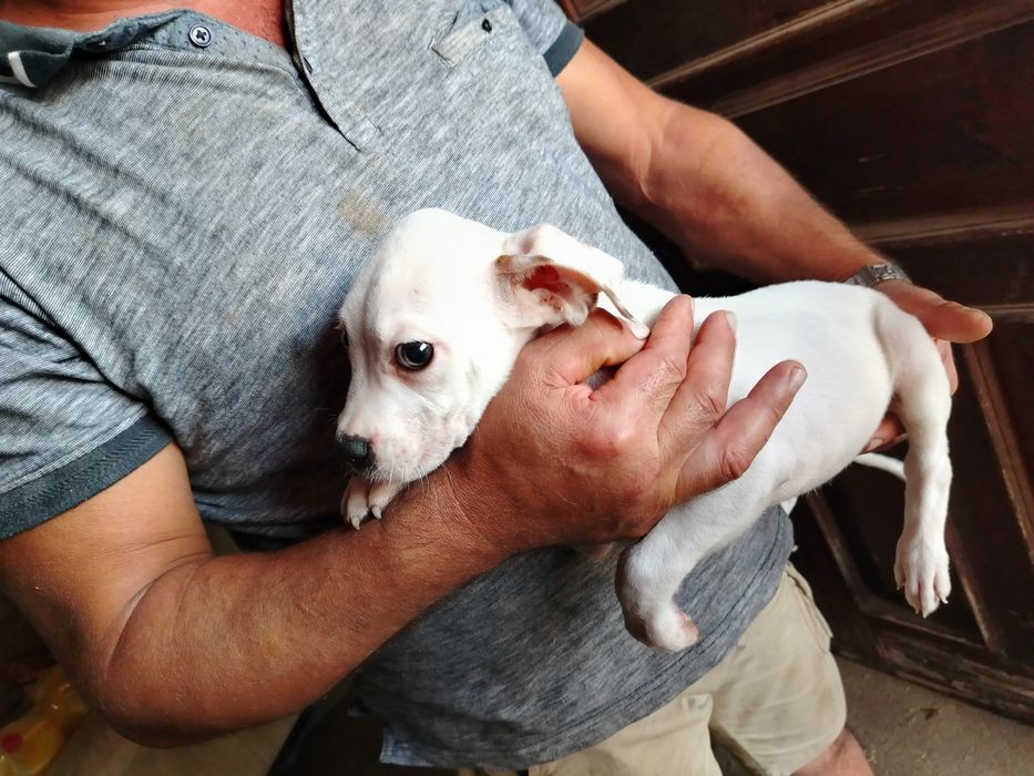 Lindíssimo menino boxer x branco