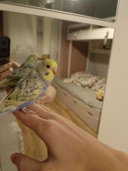 Papuga Falista młoda