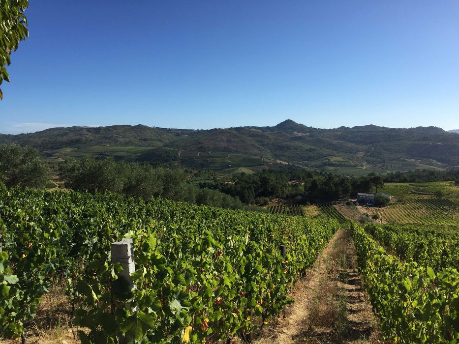 Vinha de casta moscatel