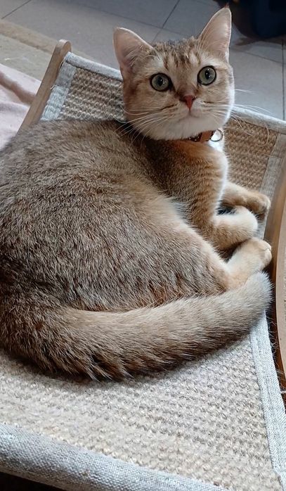 Для Вас шотландський четверолапий товариш за донати для ЗСУ