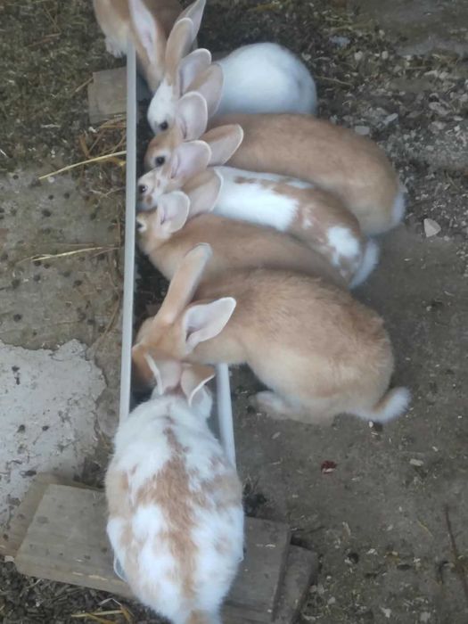 Coelhos e casa à venda