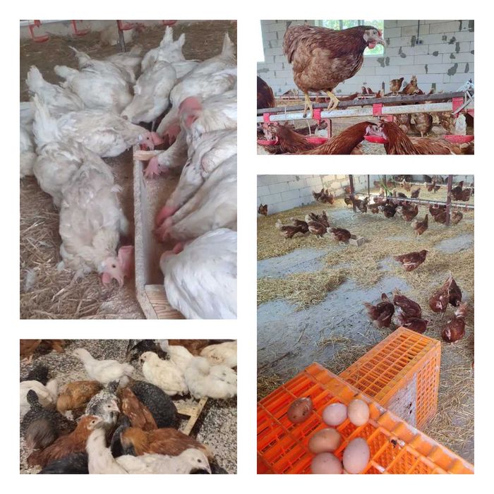 Продам кури несушки! Доставка безкоштовна. Чутове!