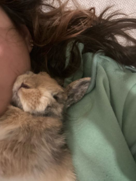 Eu estpu a fiar esse gaoto faísca e esse coelho caramelo