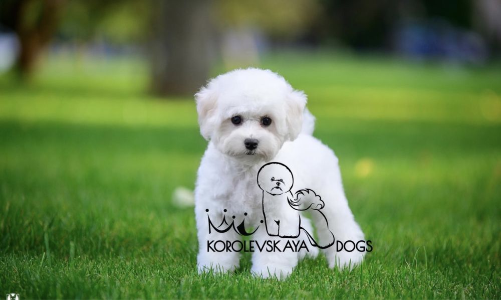 Бишон фризе щенки от Чемпионов