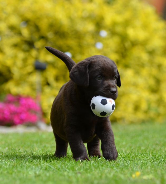 Labrador retriever FCI  SUCZKA
