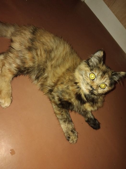 Отдам  кошечку в добрые руки