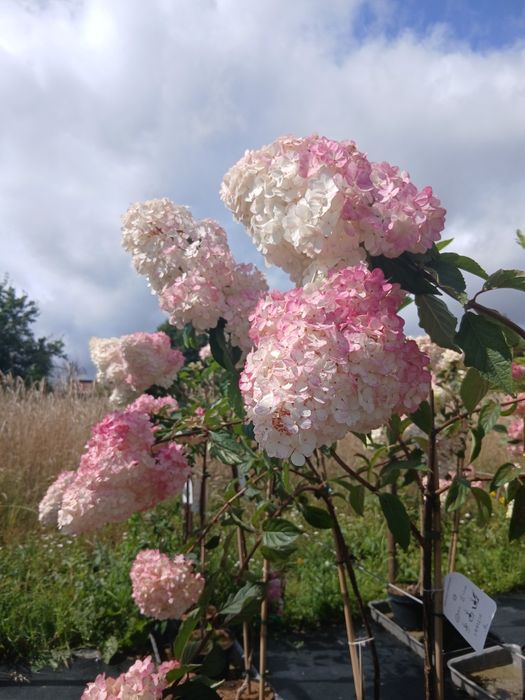 Piekne duże hortensje bukietowa 7,5 L donica